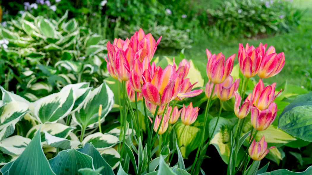 Tulipany i hosty obok siebie. Prosty sposób na wiosenną rabatę