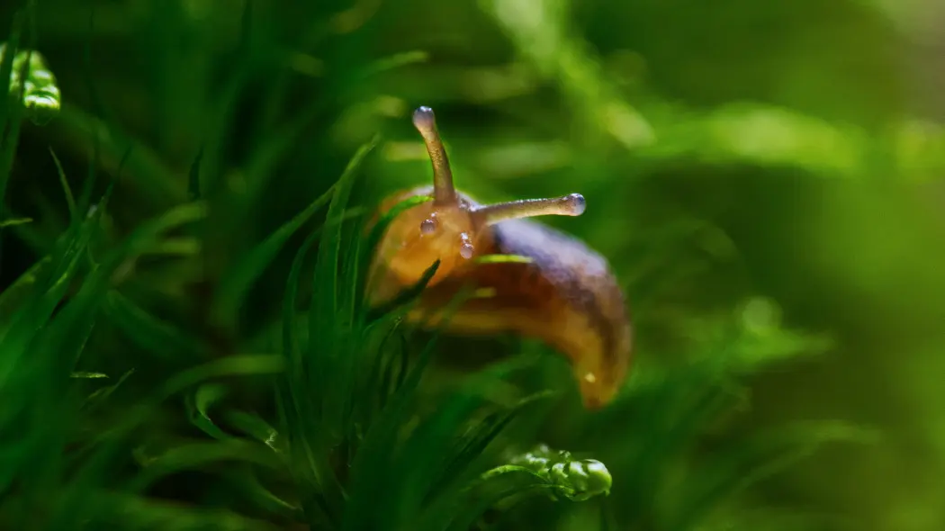 Czy ślimaki mogą być pożyteczne
