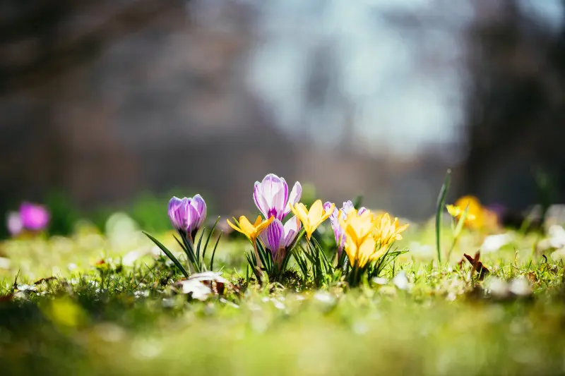 Kolorowe krokusy na trawniku na wiosnę – fioletowe i żółte krokusy kwitnące na trawniku, pierwszy wiosenny dywan kwiatów w ogrodzie.