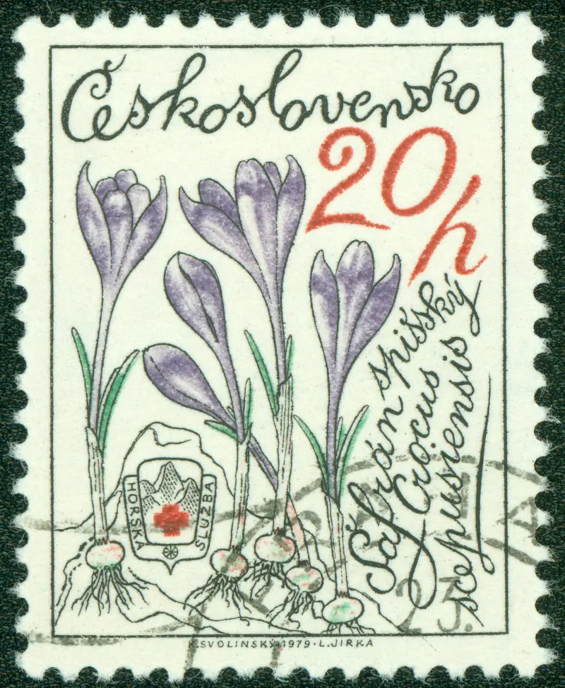 Krokusy na znaczku pocztowym Czechosłowacji – ilustracja krokusów z cebulkami na zabytkowym znaczku pocztowym, ciekawostka filatelistyczna.
