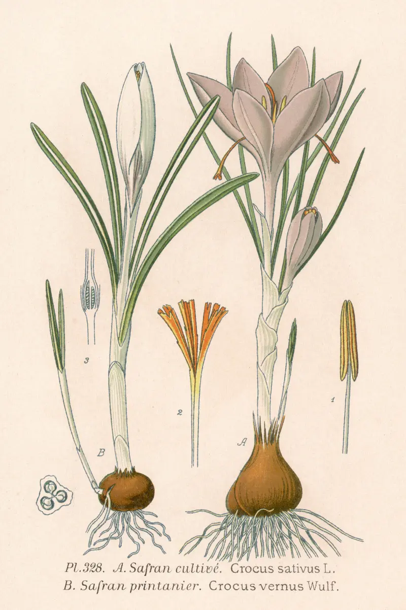 Rycina botaniczna krokusa szafranowego i wiosennego – XIX-wieczna ilustracja Crocus sativus i Crocus vernus z przekrojami cebul i znamion szafranu.