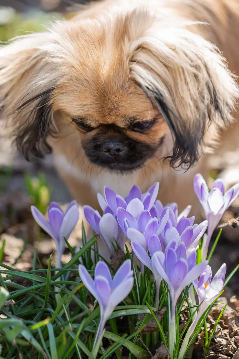 Krokusy a zwierzęta domowe – pies wącha wiosenne kwiaty – mały piesek przy fioletowych krokusach w ogrodzie, bezpieczeństwo kwiatów dla psów.