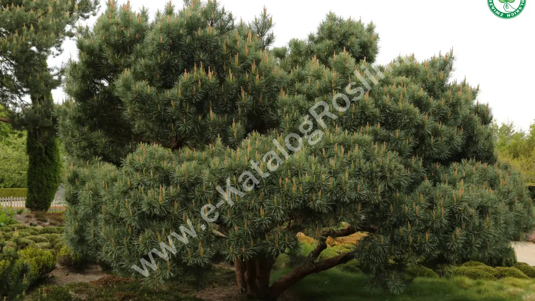 Sosna pospolita (Pinus sylvestris) 'Watereri'