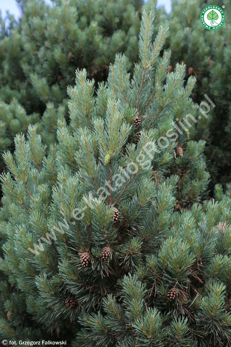 Sosna pospolita (Pinus sylvestris) 'Watereri'