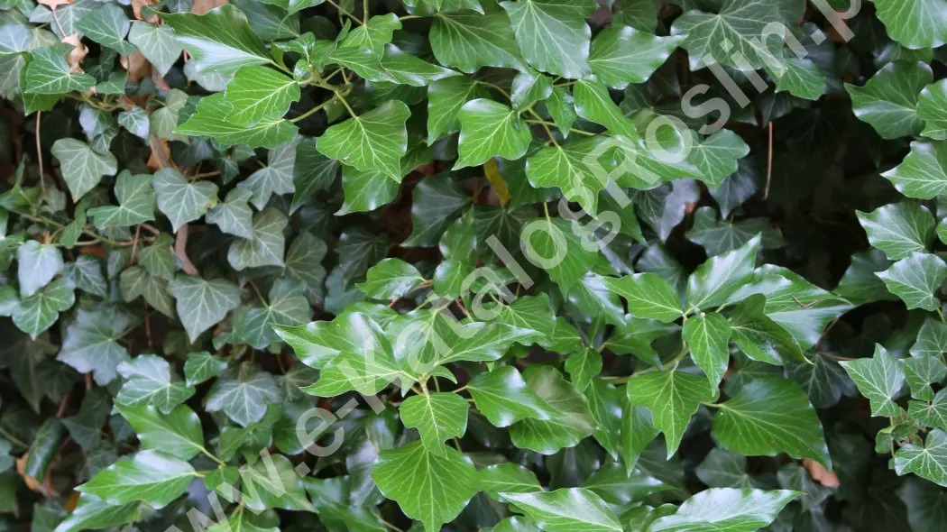 Bluszcz pospolity (Hedera helix) 'Thorndale'