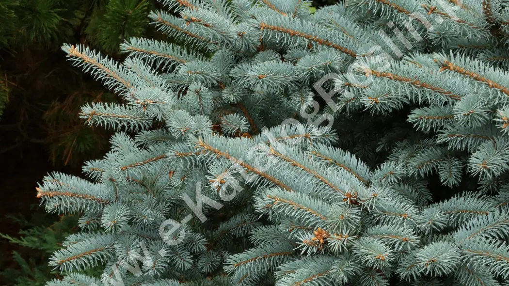 Świerk kłujący (Picea pungens) SUPER BLUE SEEDLING ‘Baby Blue’