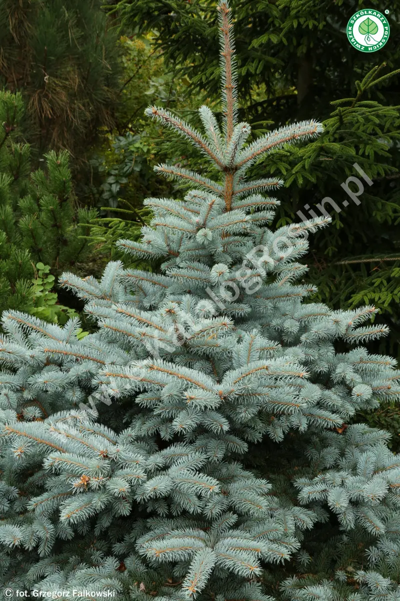 Świerk kłujący (Picea pungens) SUPER BLUE SEEDLING ‘Baby Blue’