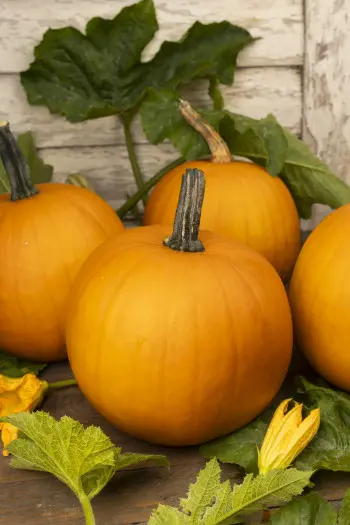 Dynia zwyczajna Izolda F1