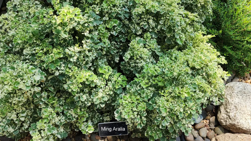 Ming aralia
