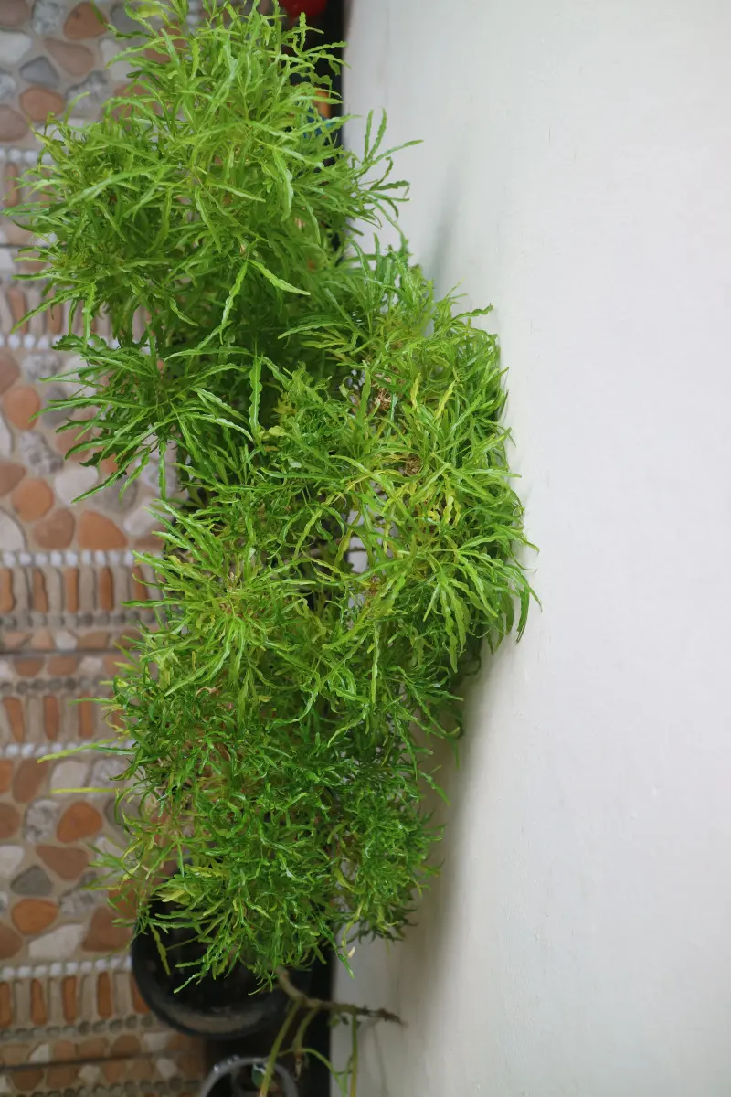 Ming aralia lubi ciepło, światło i… zraszanie. Czy masz warunki dla niej w domu