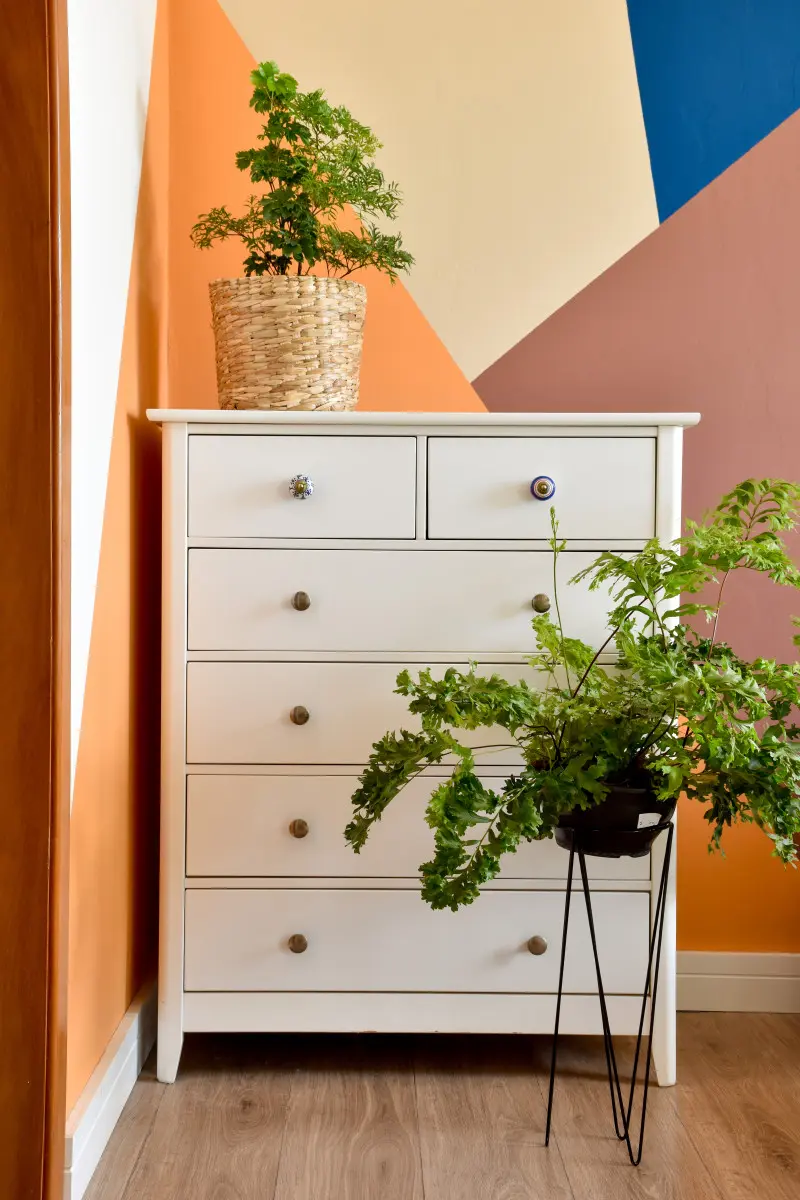 Jak uprawiać Ming Aralię