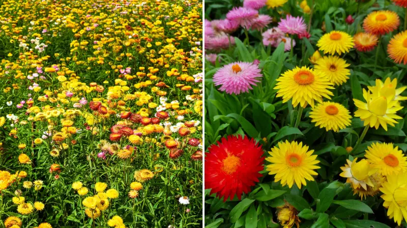 Uprawa suchołusek w ogrodzie