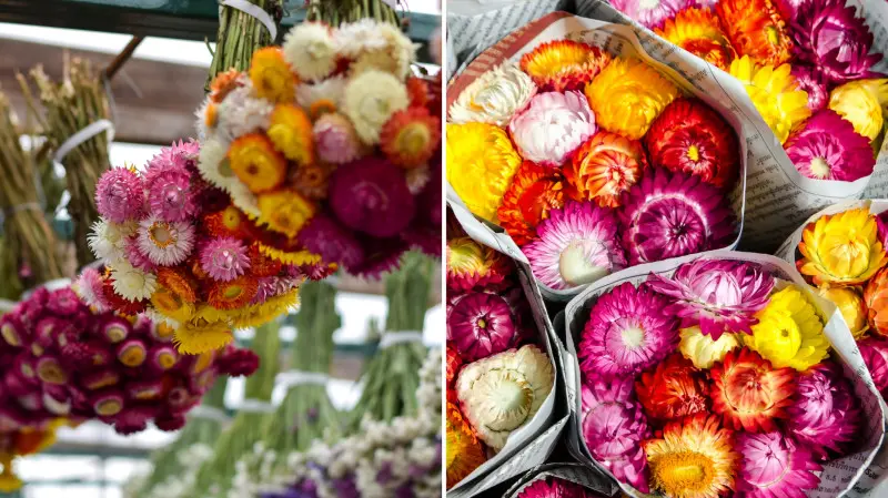 Suszenie kwiatów suchołusek