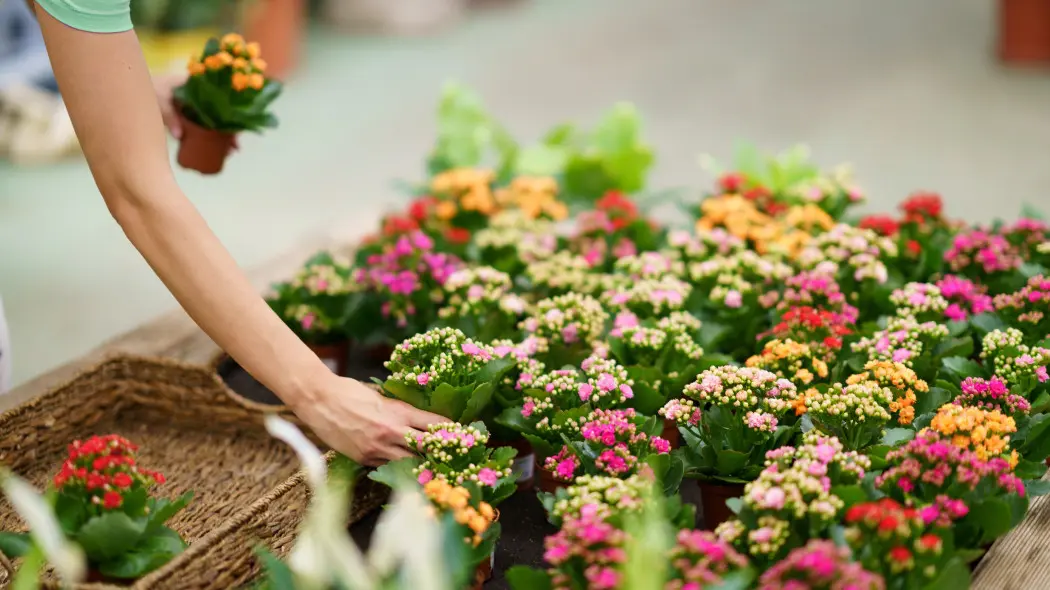 To najpiękniej kwitnący domowy sukulent. Ma małe wymagania, kosztuje kilka zł i kupisz go nawet w markecie