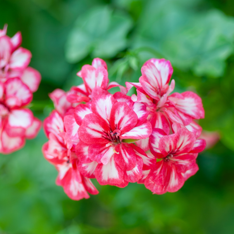 Pelargonia bluszczolistna
