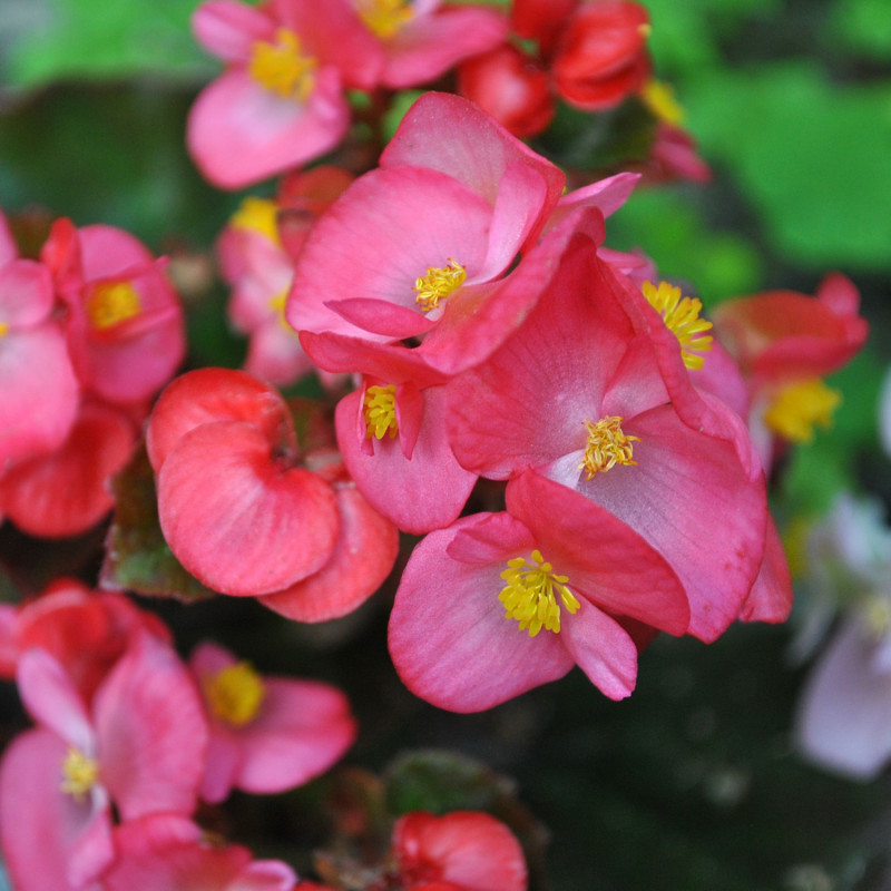 Begonia stale kwitnąca