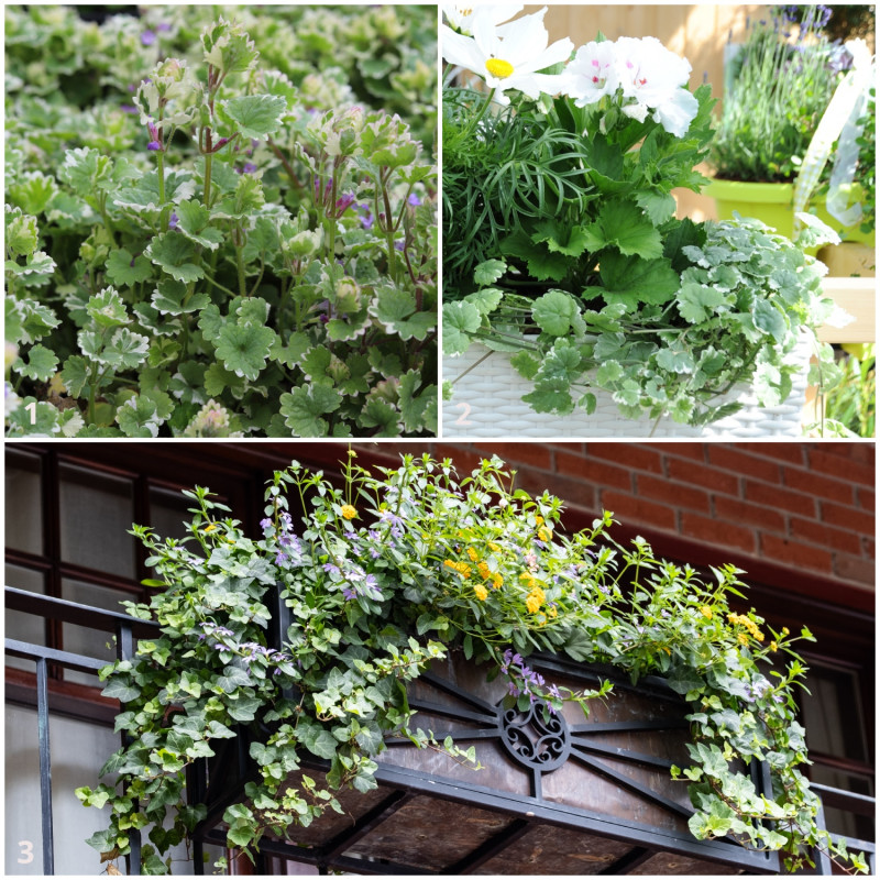 Bluszczyk kurdybanek i bluszcz