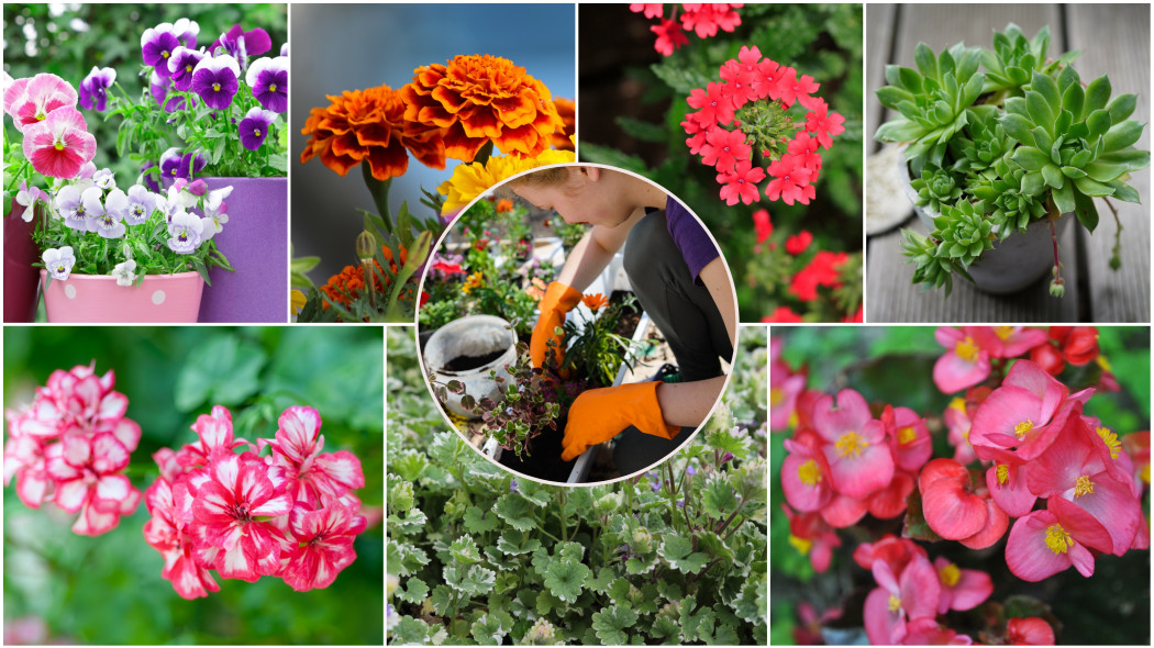 Kwiaty na balkon dla początkujących. 7 niezawodnych gatunków na start