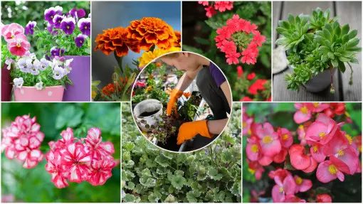 Kwiaty na balkon dla początkujących. 7 niezawodnych gatunków na start