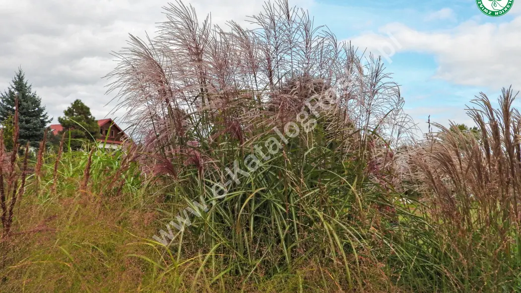 Miskant chiński (Miscanthus sinensis) 'Sirene'