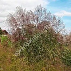 Miskant chiński 'Sirene'