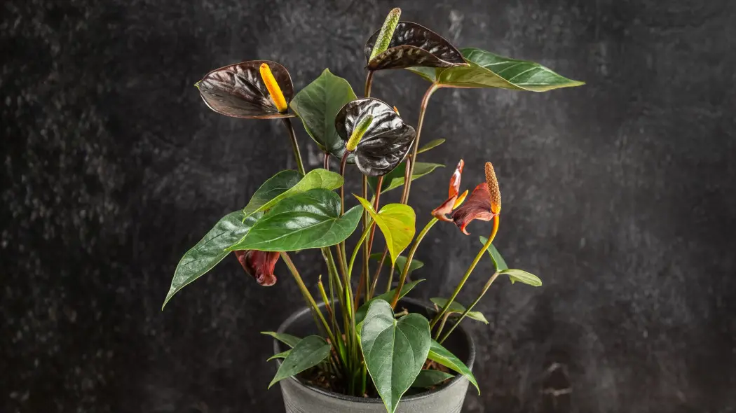 Anturium Black Queen - doniczkowa czarna królowa