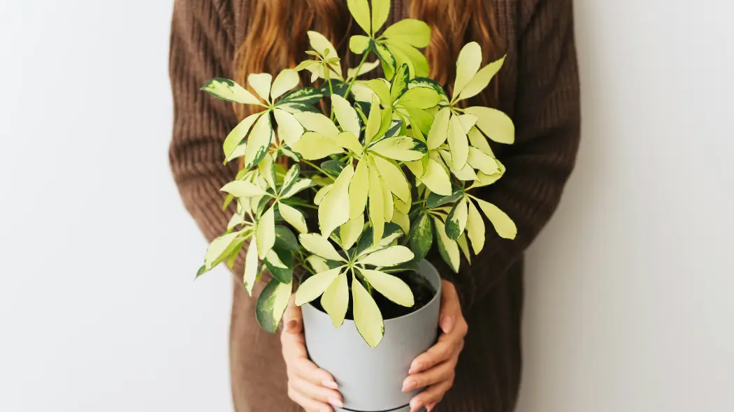 Drzewko parasolowe wygląda egzotycznie, ale nie kaprysi, niewiele wymaga i nie sprawia problemów w uprawie