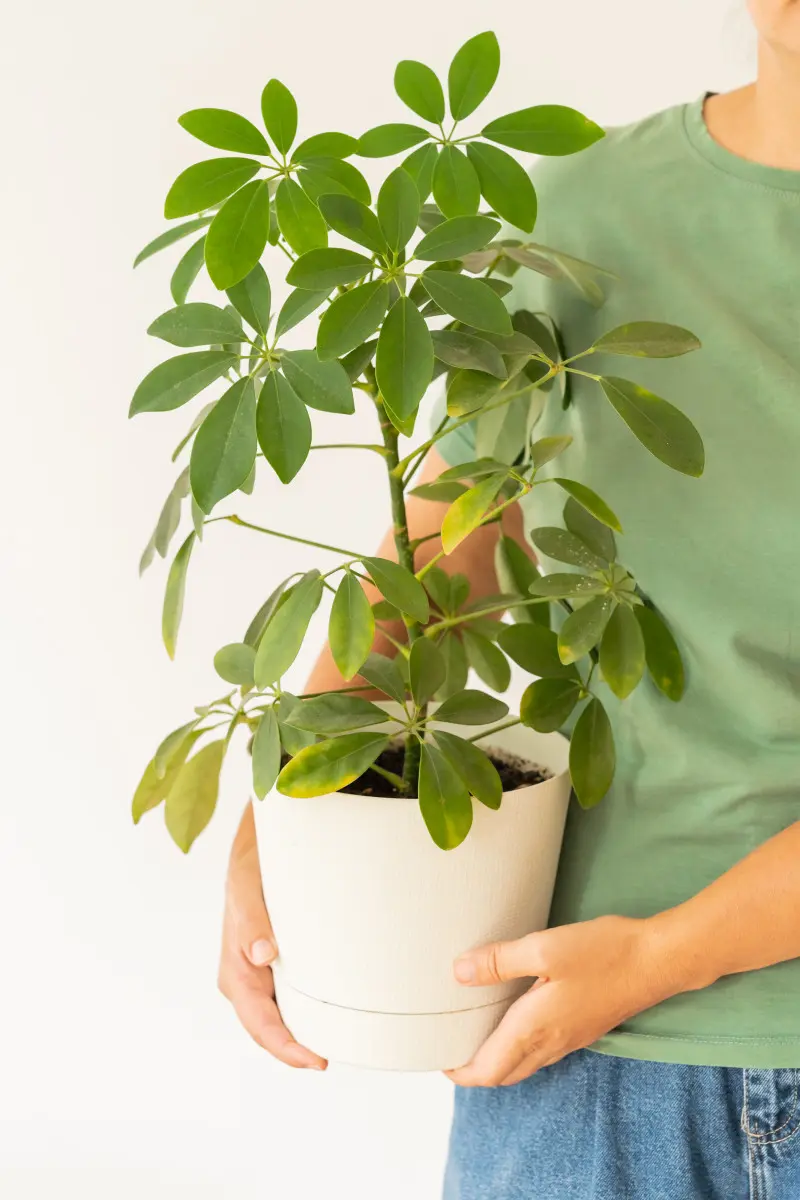 Drzewko parasolowe jest łatwe w uprawie i wybacza zaniedbania