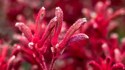 Egzotyczna, wymagająca, ale jaka piękna! Kangurza łapa to nie roślina dla każdego