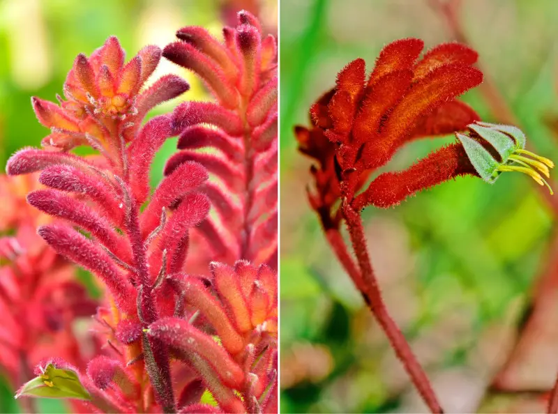 Kangurza łapa to roślina, obok której nie da się przejść obojętnie