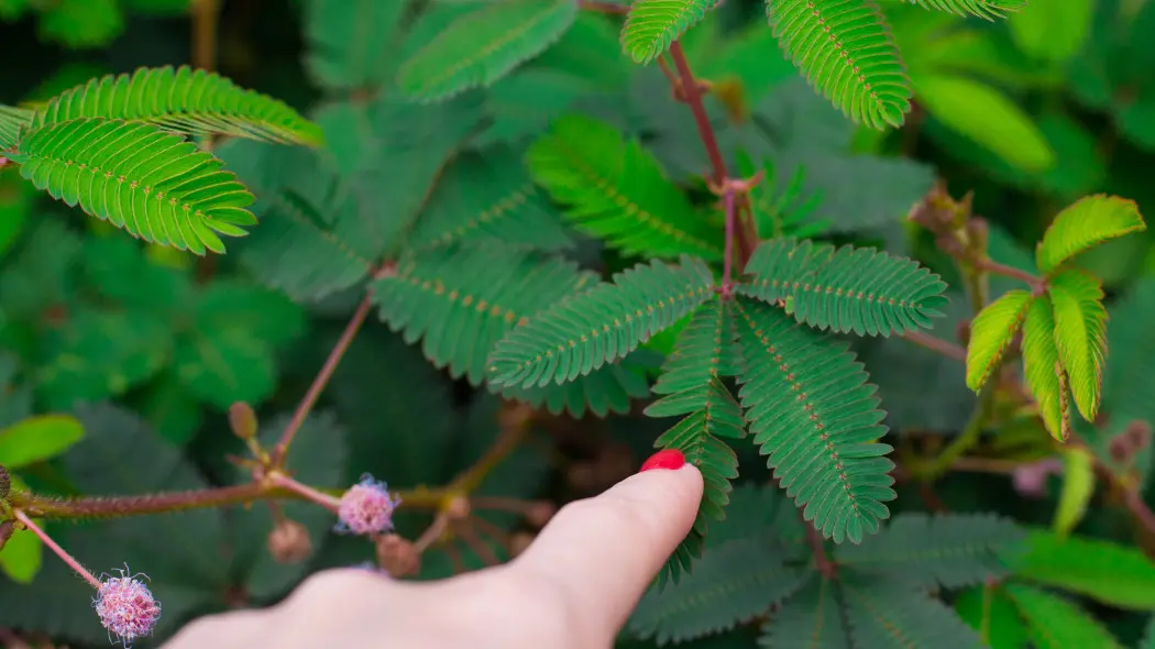 Wstydliwa" roślina, która reaguje na dotyk. Czy wiesz, że mimozę możesz uprawiać na parapecie?