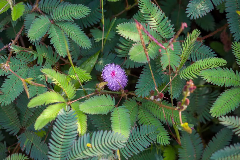 Liście i kwiaty mimozy