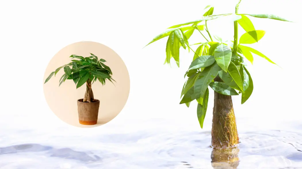 Drzewo butelkowe w doniczce