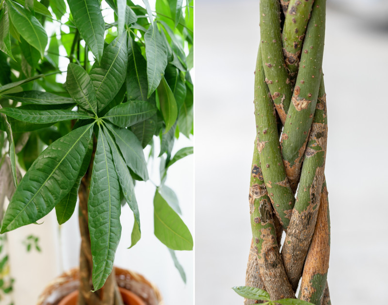 Zapleciony pień drzewa butelkowego i dłoniaste liście