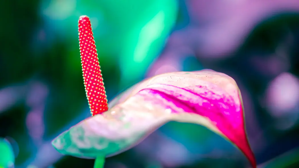 Świński ogon czyli kwiat flaminga