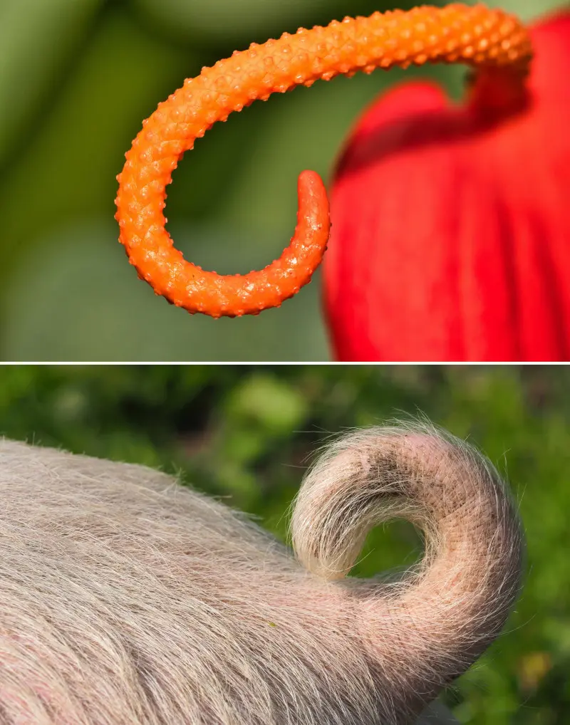 Kwiat świński ogon