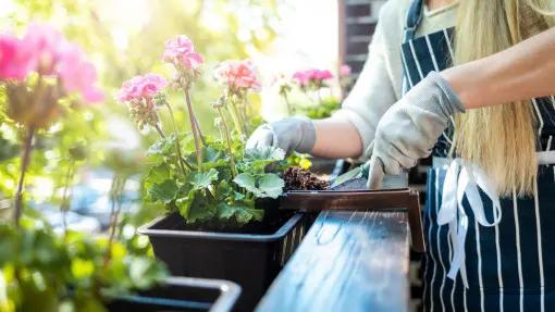 Błędy w sadzeniu kwiatów balkonowych. Te 7 grzechów sprawia, że rośliny szybko padają
