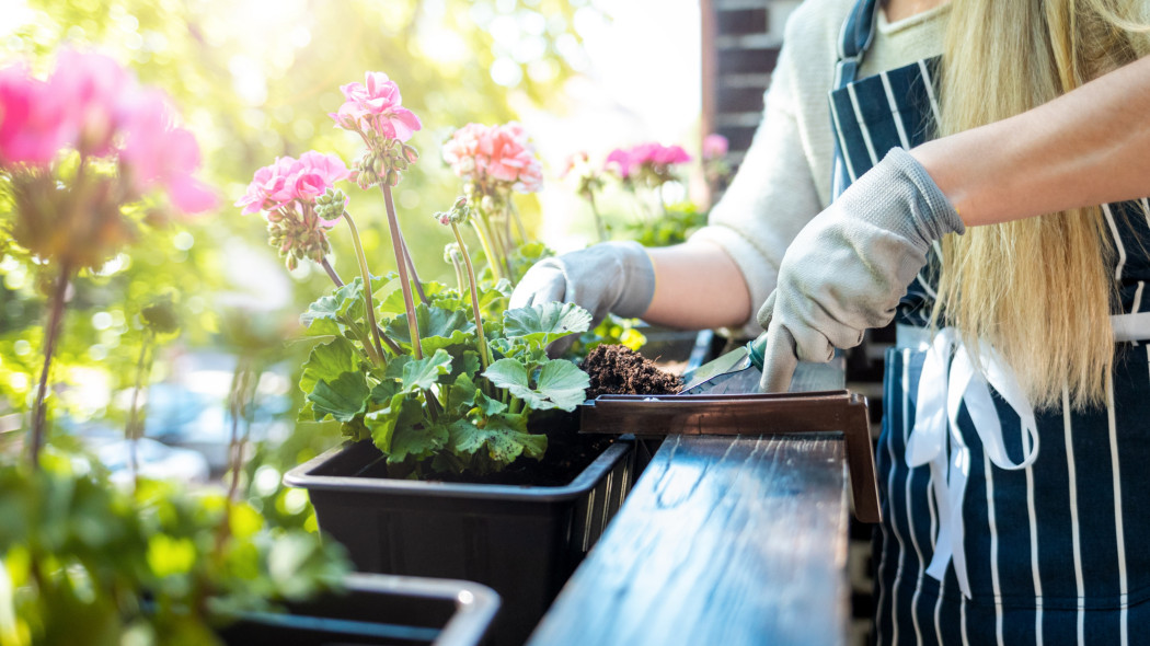 Błędy w sadzeniu kwiatów balkonowych. Te 7 grzechów sprawia, że rośliny szybko padają