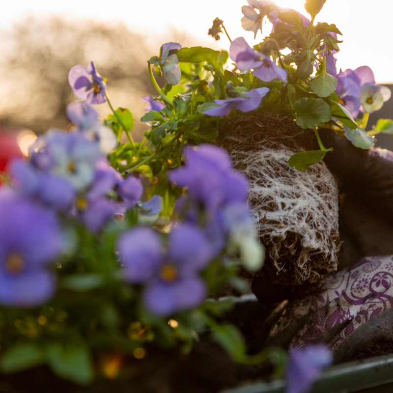 Sadzenie bratków na balkonie