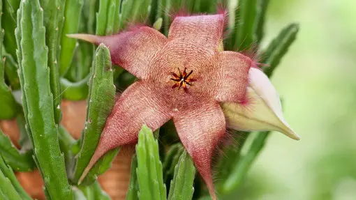 Gwiazda szeryfa pięknie kwitnie, ale brzydko pachnie. Czy na pewno chcesz mieć ją w domu?