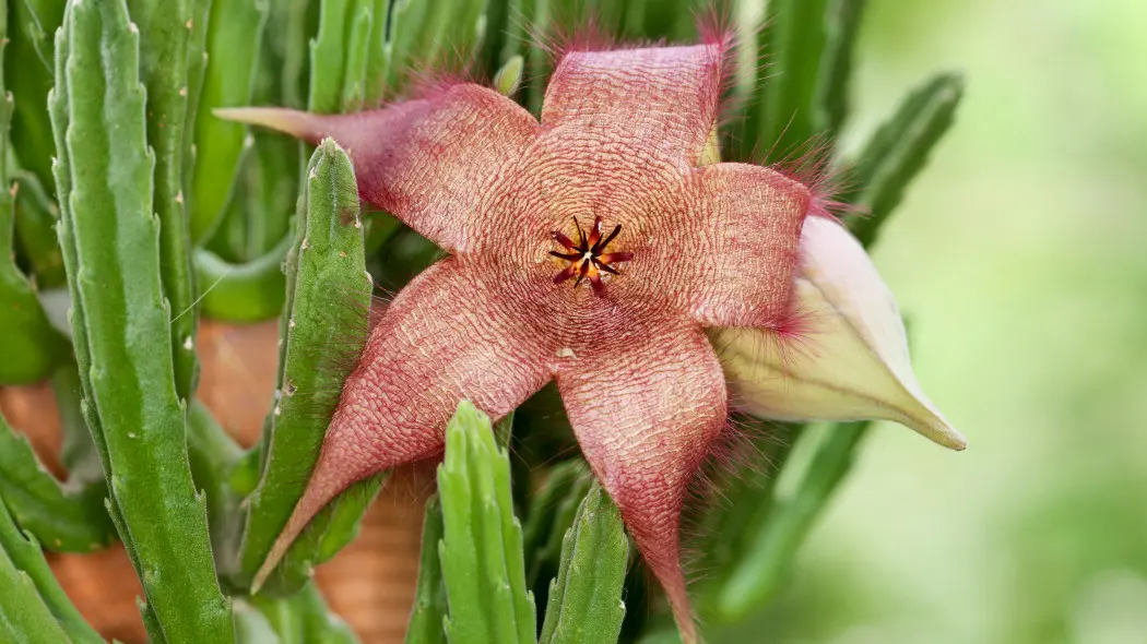 Kwitnący kaktus Stapelia gigantea