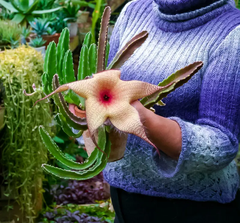 Roślina gwiazda szeryfa