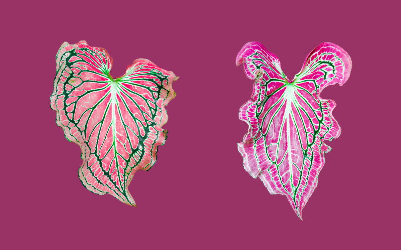 Roślina serce Jezusa