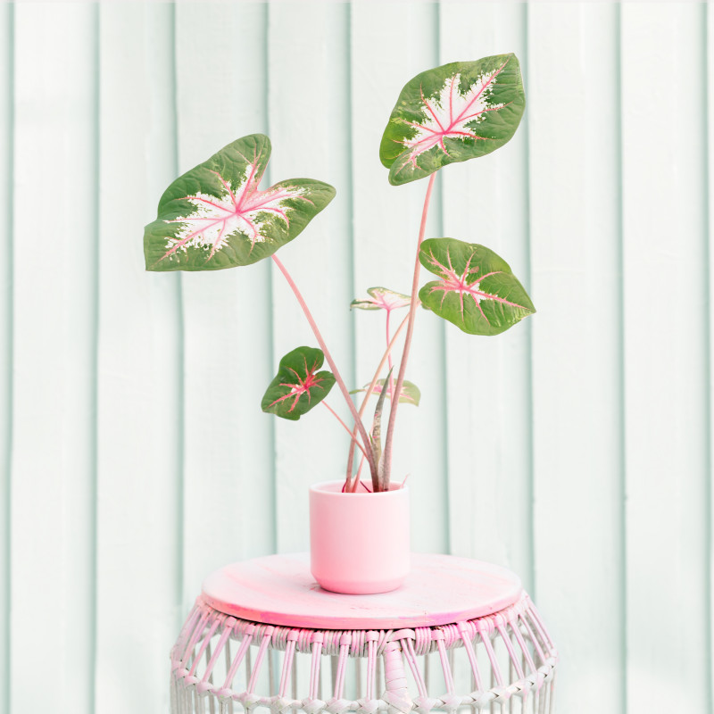 Liście jak malowane serca. Ta roślina nie potrzebuje kwiatów, by zachwycać