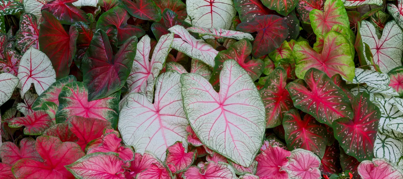 Jedna roślina, dziesiątki kolorów. Kaladium robi to bez wysiłku