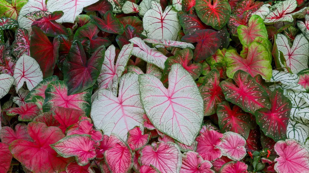 Jedna roślina, dziesiątki kolorów. Kaladium robi to bez wysiłku