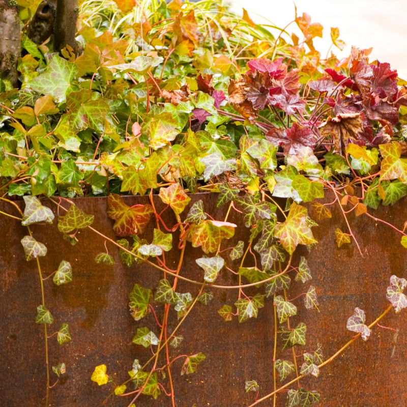 Bluszcz i żurawka w donicy z cortenu