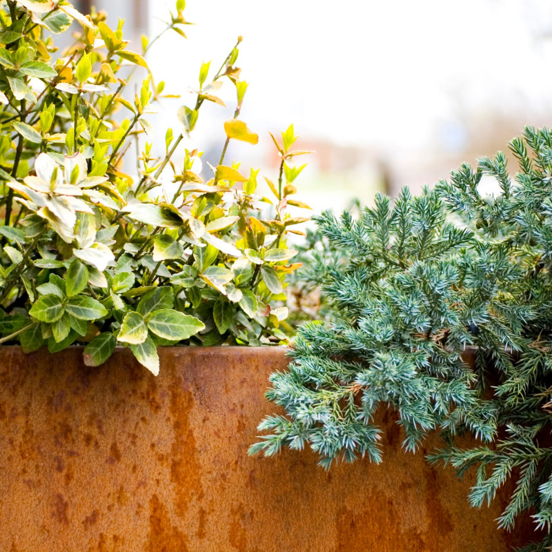 Jałowiec i trzmielina w donicy z cortenu
