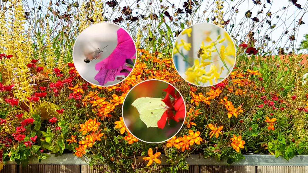 Kwiaty na balkon, które przyciągają pszczoły i motyle. Jak stworzyć mini oazę dla owadów?