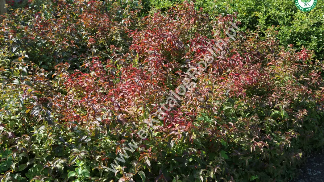 Zadrzewnia nadbrzeżna (Diervilla rivularis) ‘Troja Black’